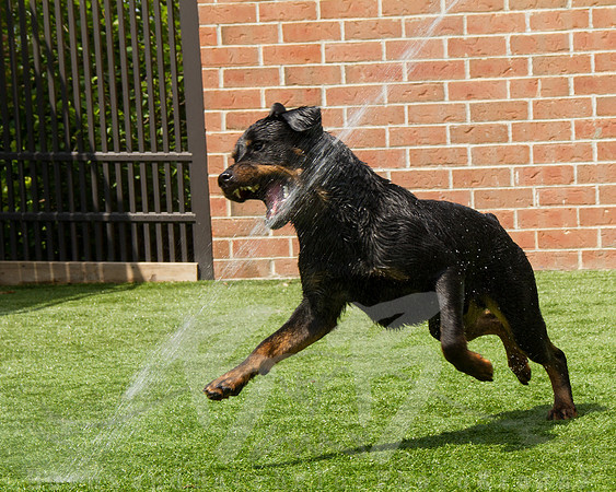 JD - _MG_0140