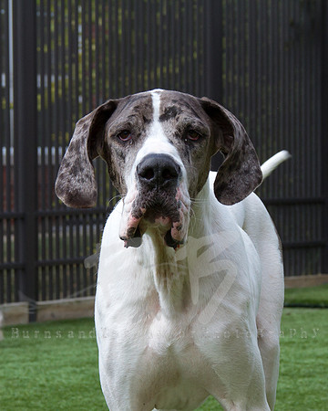 Waylon - _MG_0205