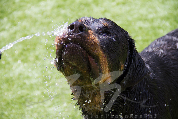 JD - _MG_0168