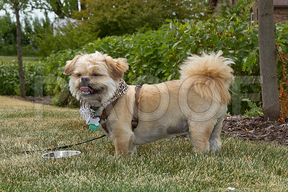 PET FEST-0553
