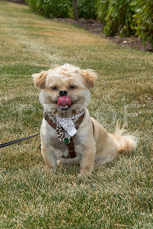 PET FEST-2-5