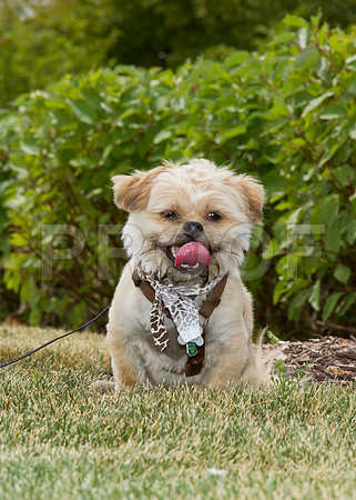 PET FEST-0563-2