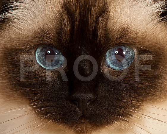 Lily_MG_6800