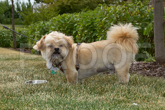 PET FEST-2-6
