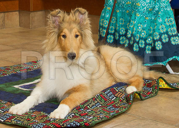PET FEST-0534-2