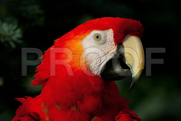 Scarlett Macaw