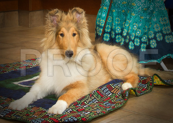 PET FEST-0534