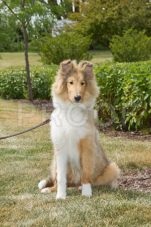 PET FEST-9991