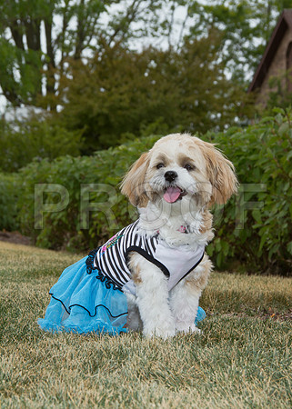 PET FEST-0600