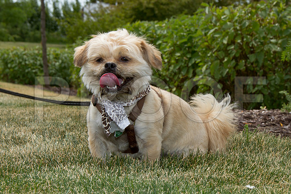 PET FEST-0554