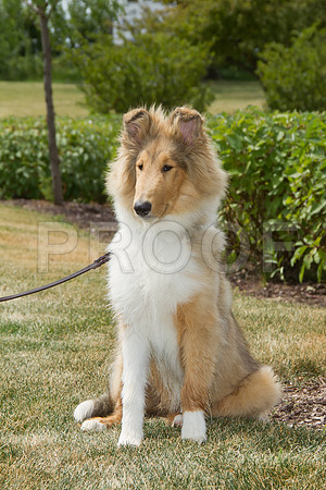 PET FEST-9994